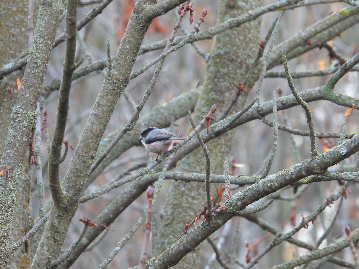 Long-tailed Tit - ML645223083
