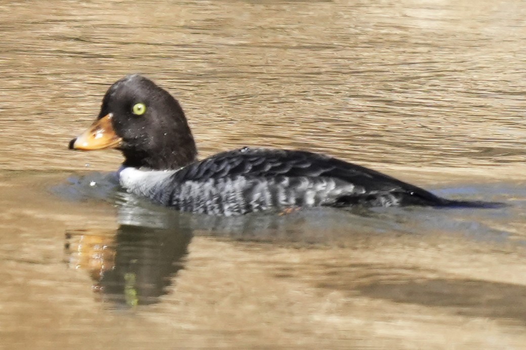キタホオジロガモ - ML645223087