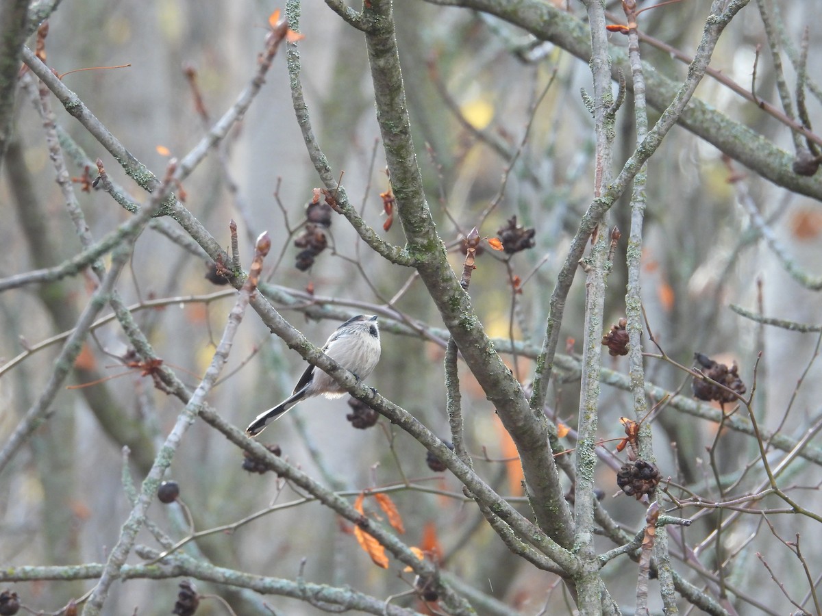 Long-tailed Tit - ML645223090
