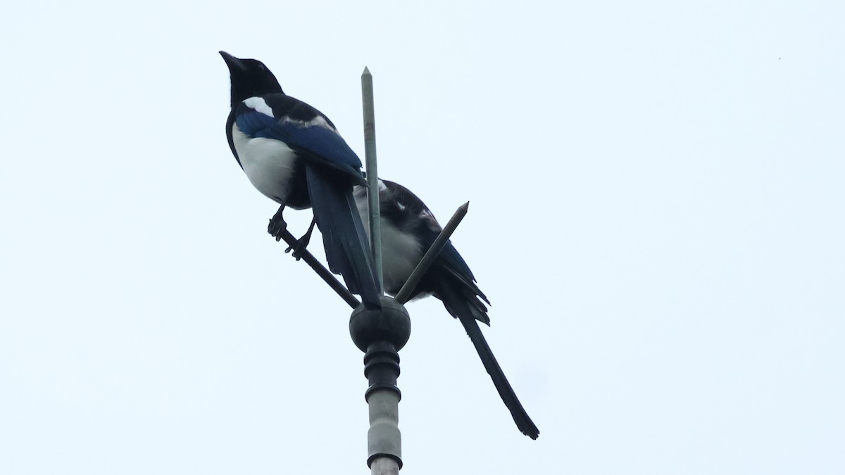 Orientelster - ML645223110