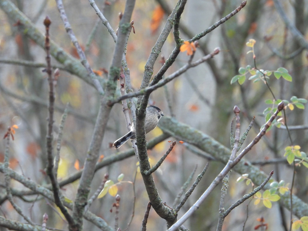 Long-tailed Tit - ML645223114