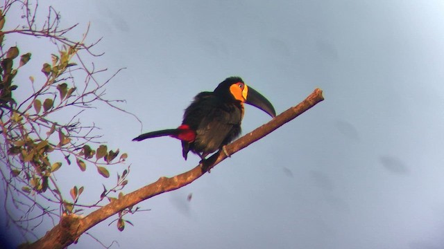 Channel-billed Toucan (Ariel) - ML645223130