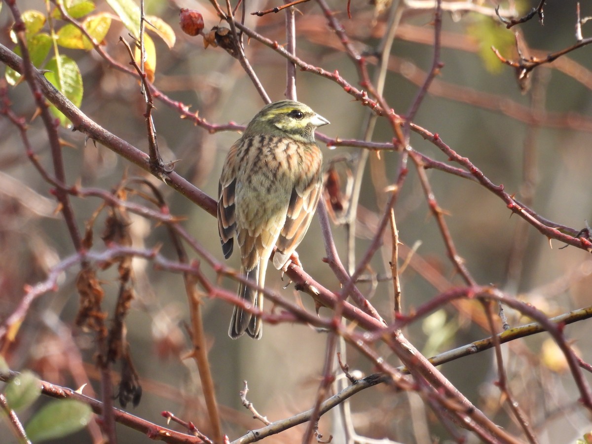 Cirl Bunting - ML645223160