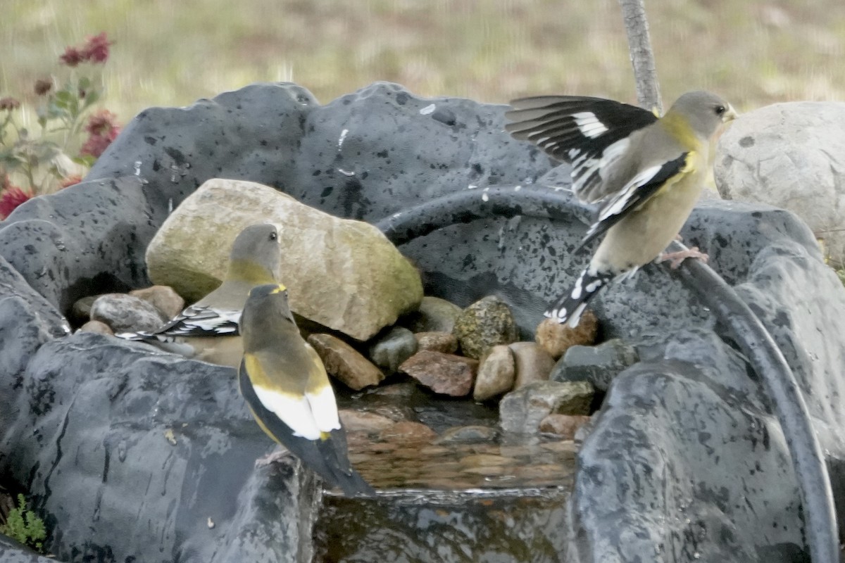 Evening Grosbeak - ML645223165