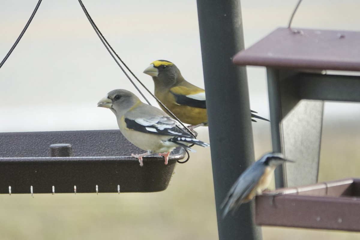 Evening Grosbeak - ML645223166