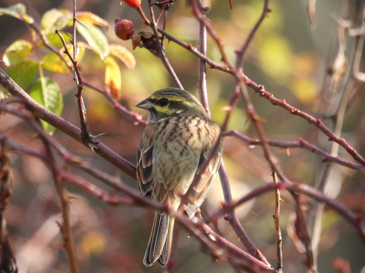 Cirl Bunting - ML645223180