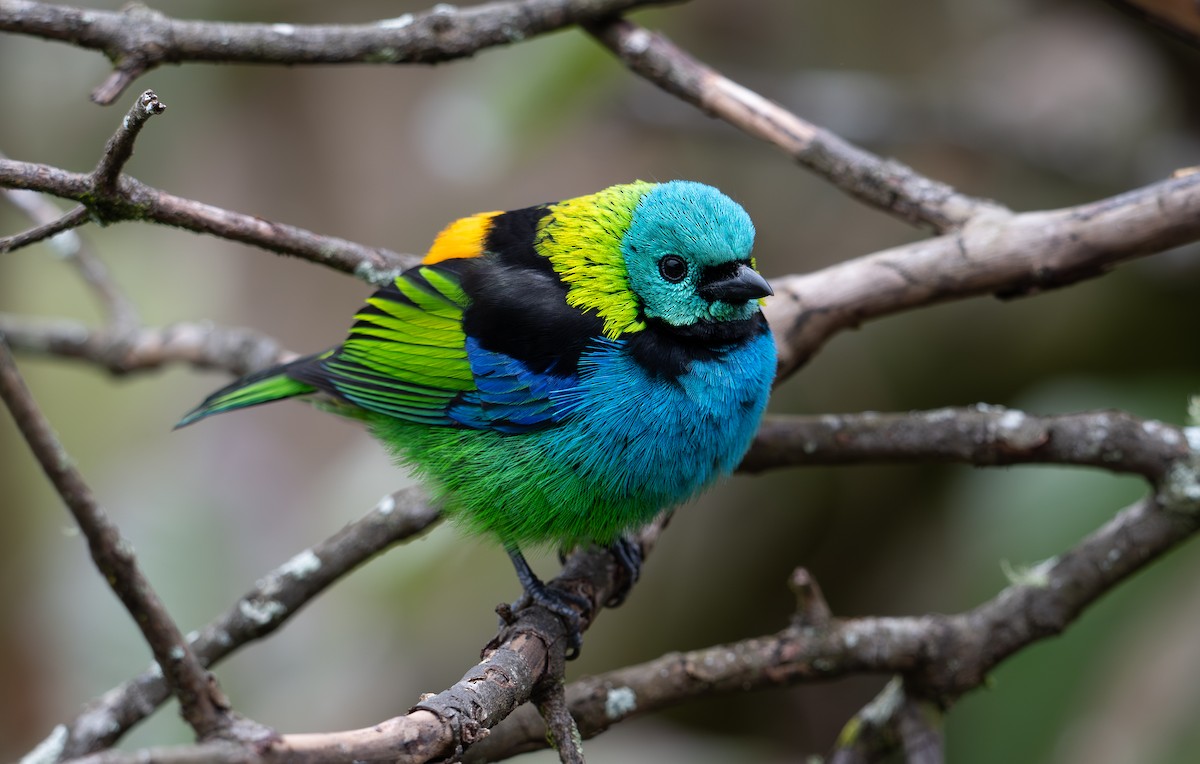 Green-headed Tanager - ML645223181