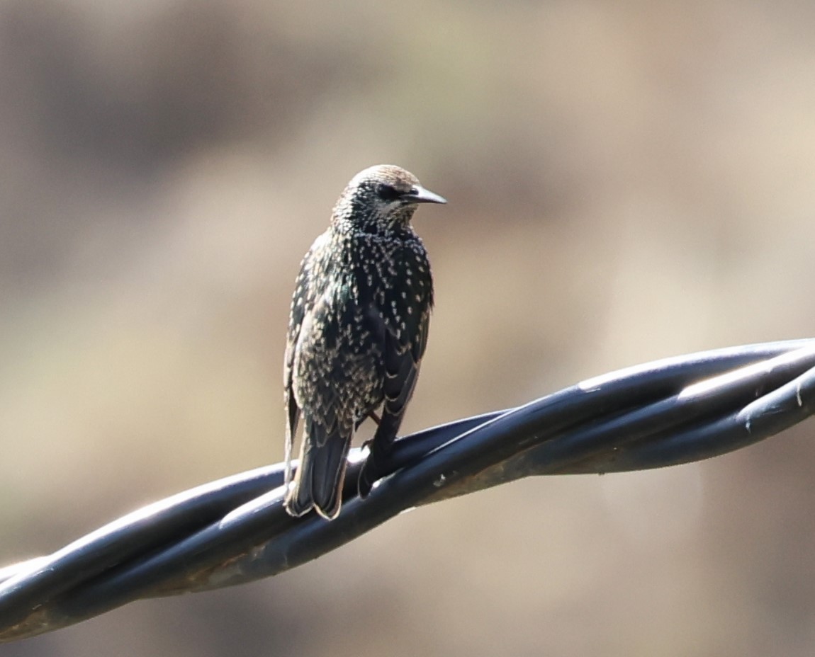 Arabazozo pikarta - ML645223184