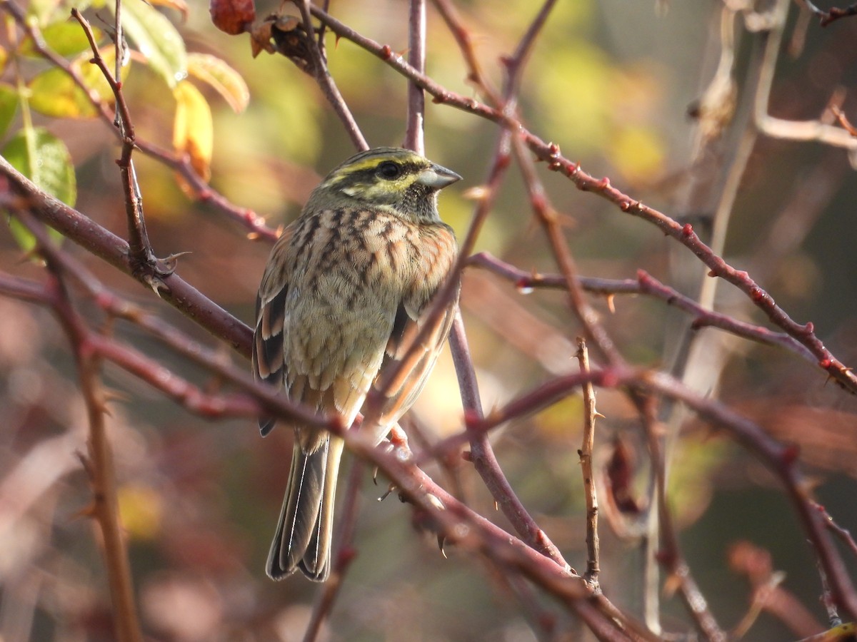 Cirl Bunting - ML645223185