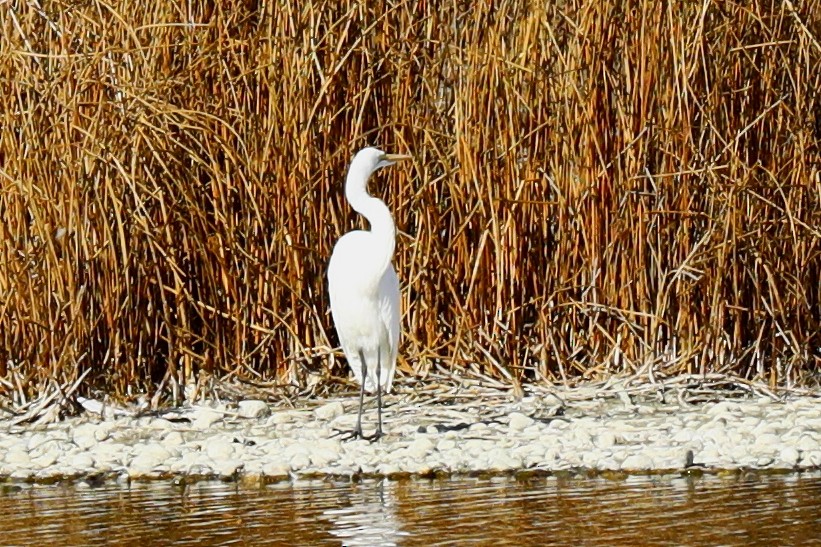 Koartza zuria - ML645223190