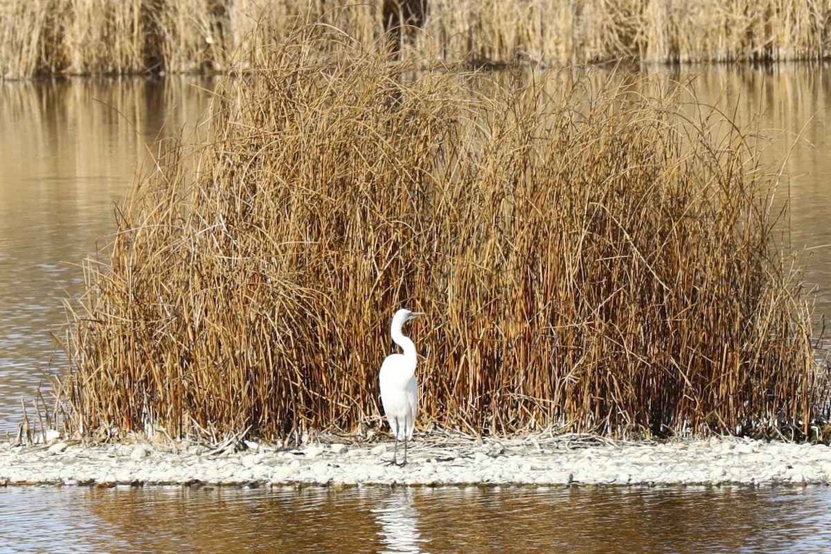 Koartza zuria - ML645223191