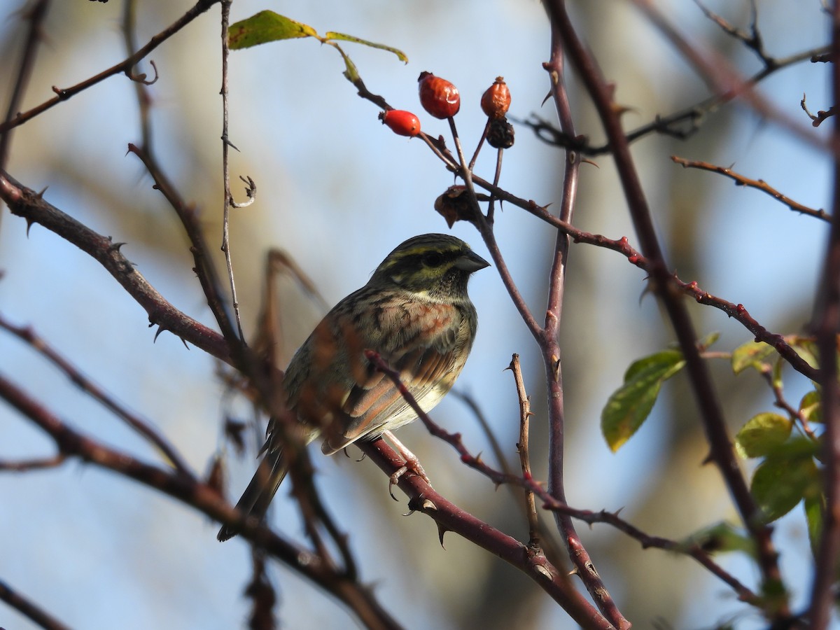 Cirl Bunting - ML645223197