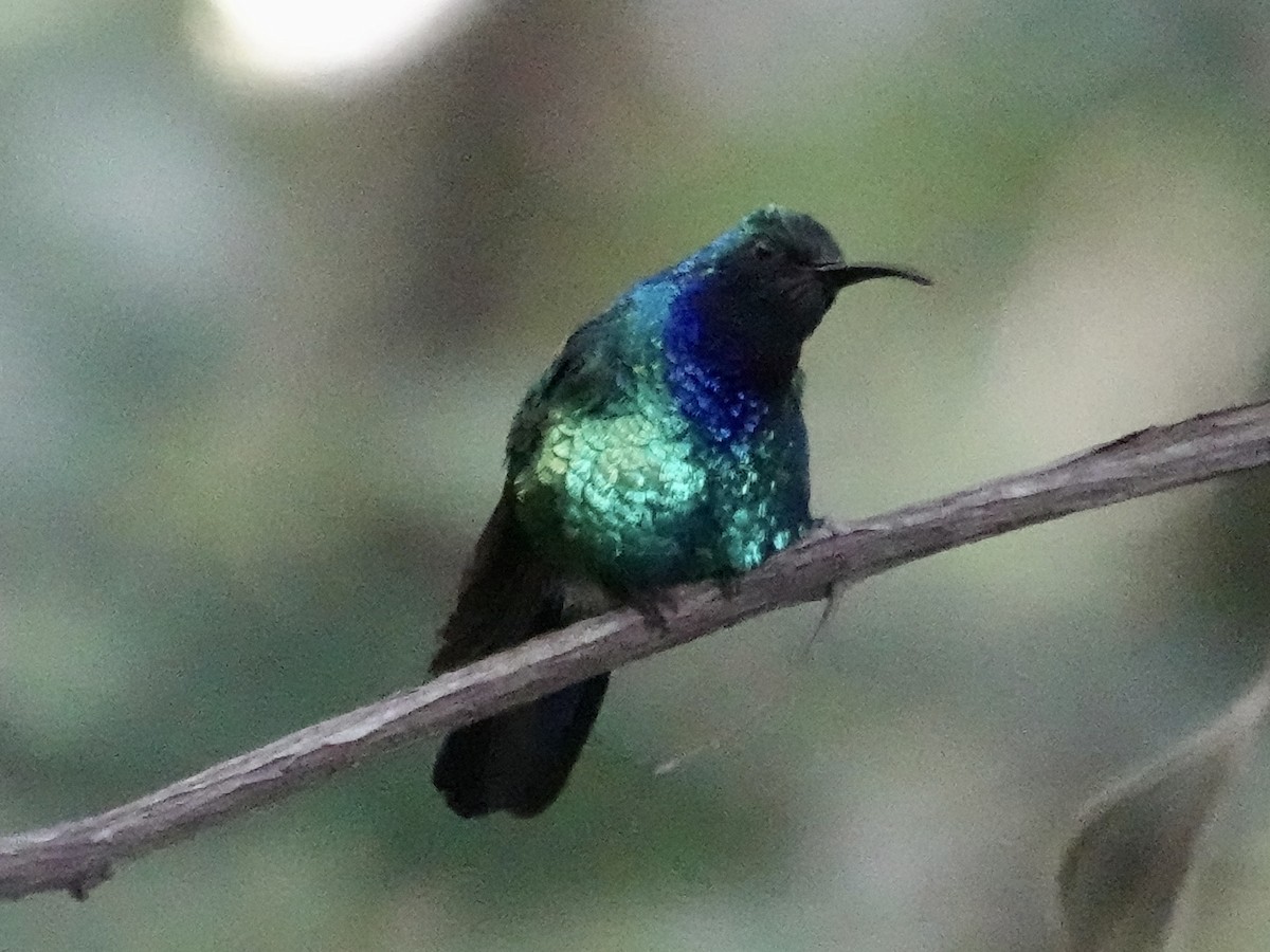 Santa Marta Sabrewing - ML645223209