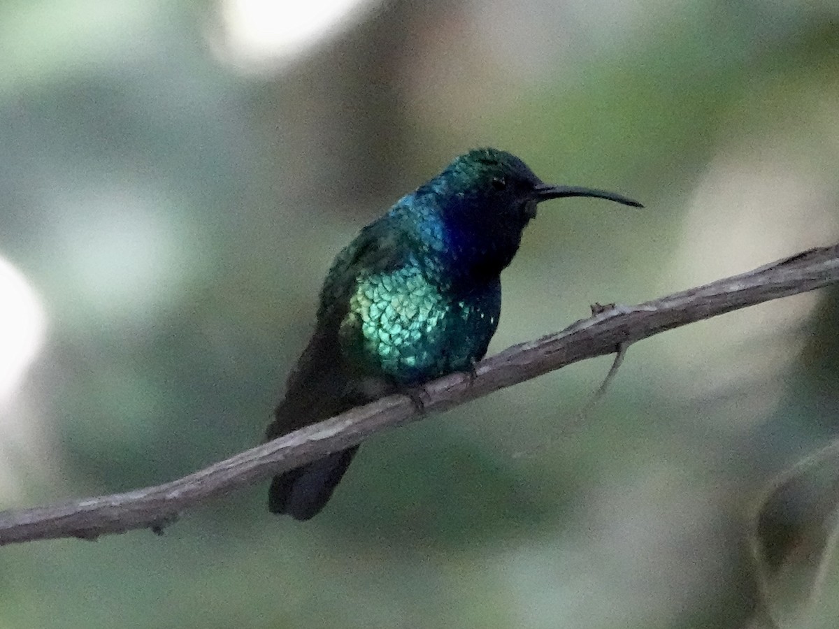 Santa Marta Sabrewing - ML645223210