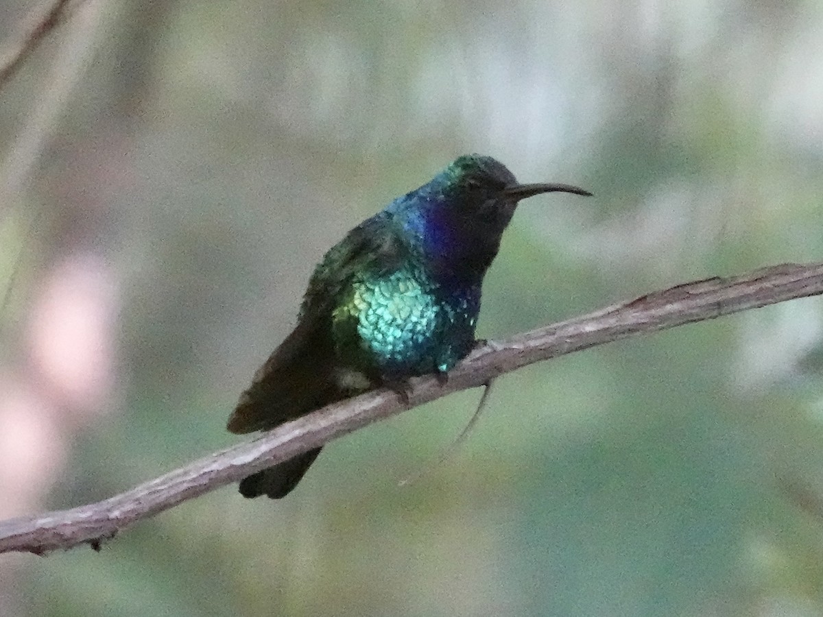 Santa Marta Sabrewing - ML645223211