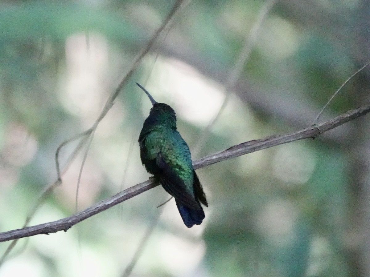 Santa Marta Sabrewing - ML645223214