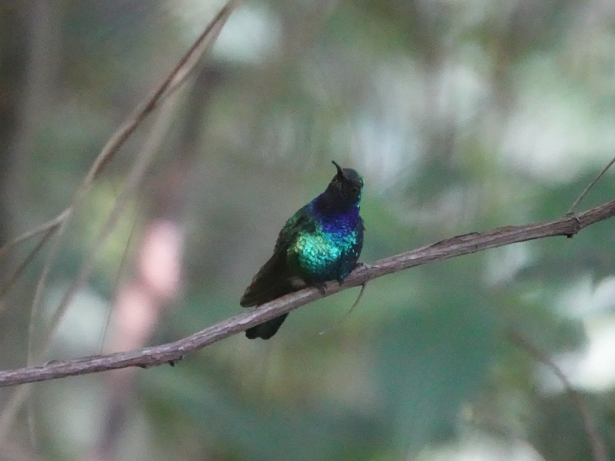 Santa Marta Sabrewing - ML645223217