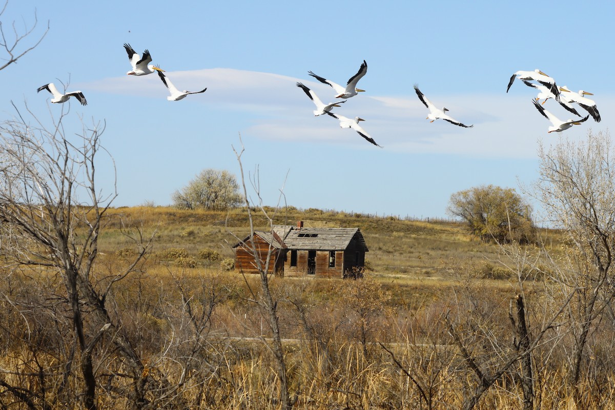 Amerika Pelikanı - ML645223220