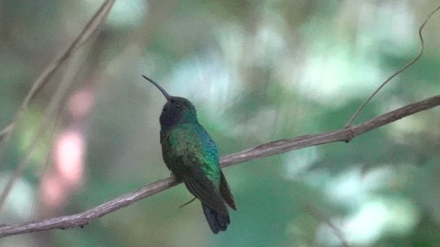 Santa Marta Sabrewing - ML645223226