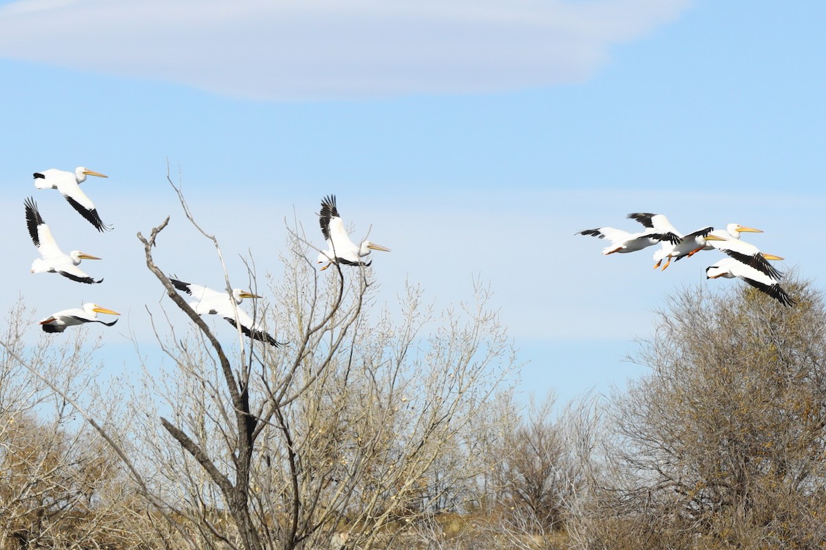 Amerika Pelikanı - ML645223228