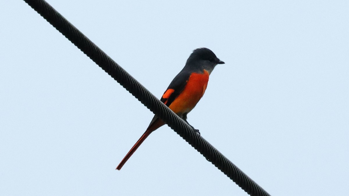 Личинкоїд сірощокий - ML645223247