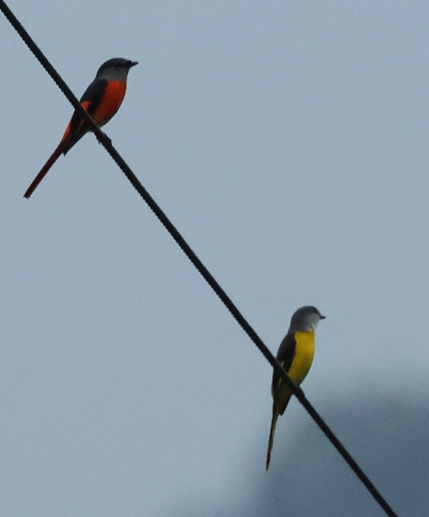 Личинкоїд сірощокий - ML645223248