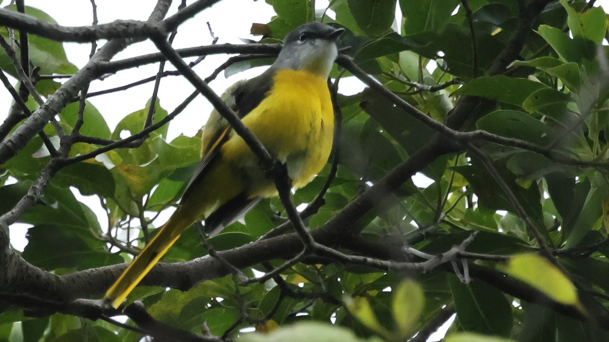 Личинкоїд сірощокий - ML645223249