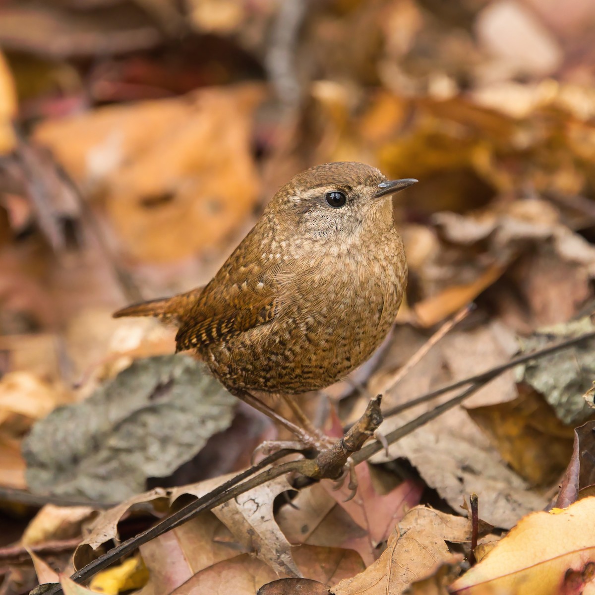 střízlík kanadský - ML645223250