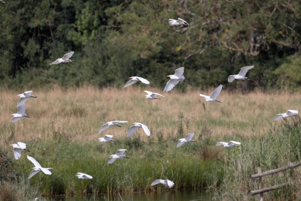 volavka rusohlavá - ML645223258