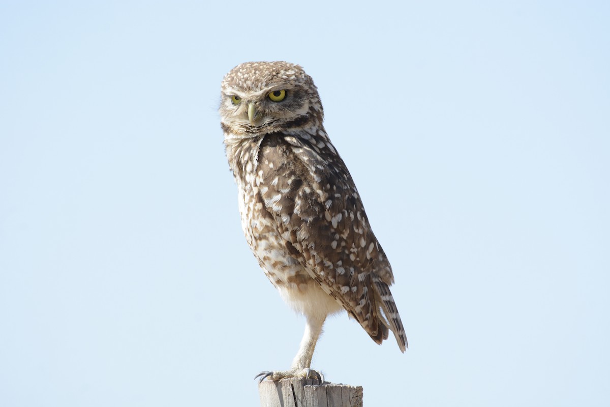 Burrowing Owl - ML645223267