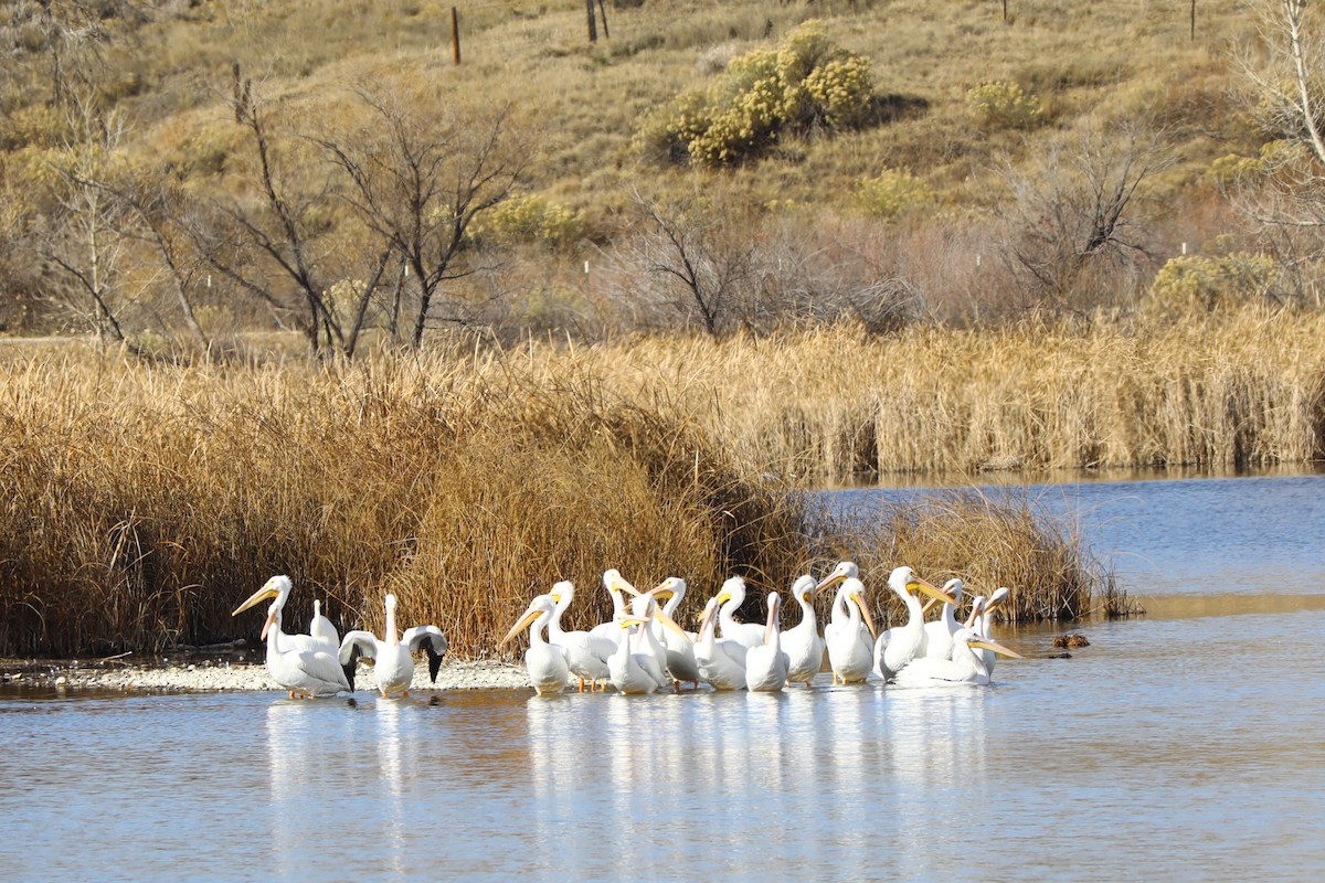 Amerika Pelikanı - ML645223284