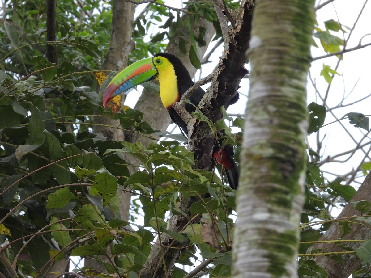 regnbuetukan - ML645223293