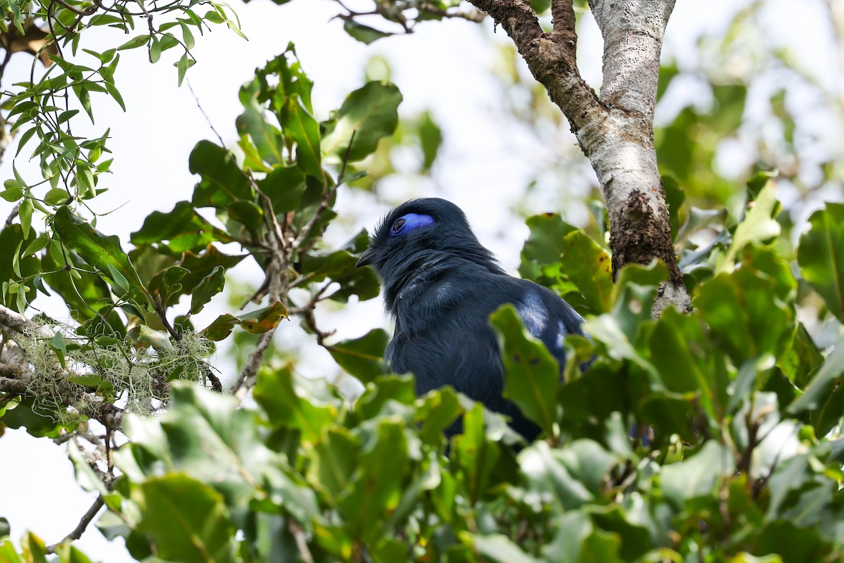 アオジカッコウ - ML645223299