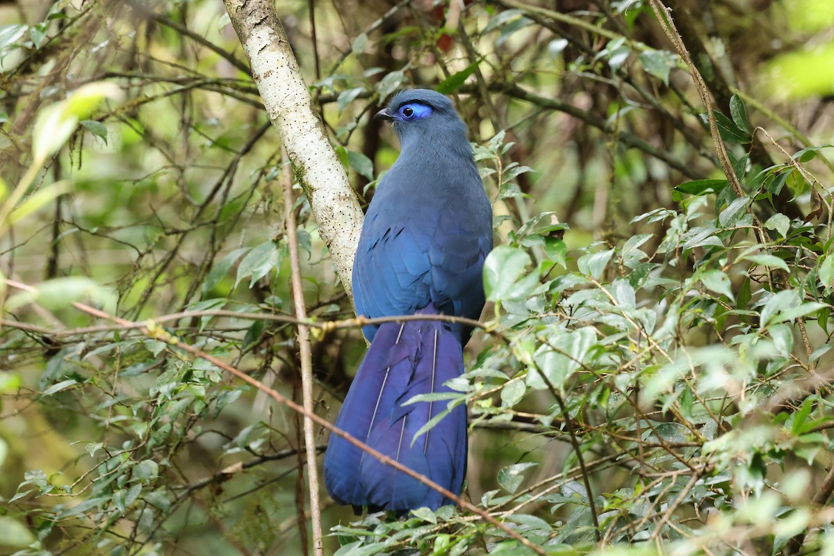 アオジカッコウ - ML645223300