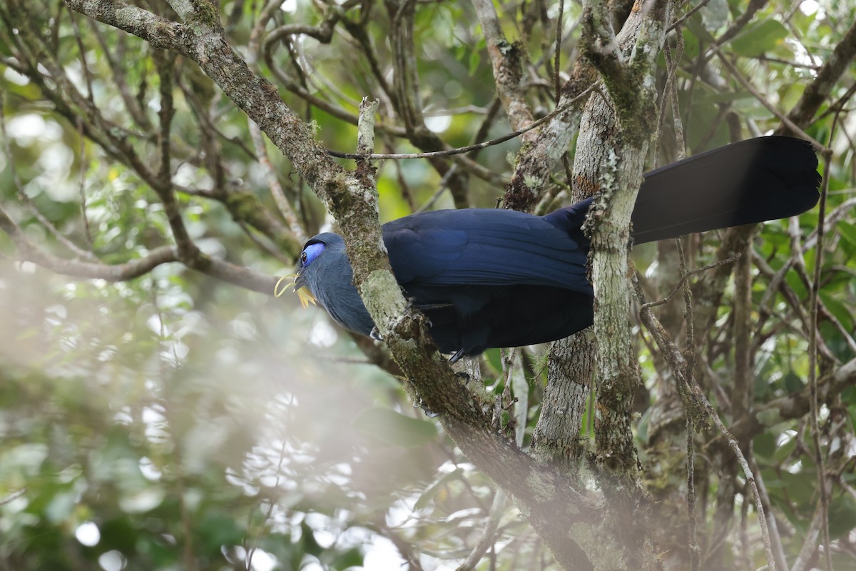 アオジカッコウ - ML645223301