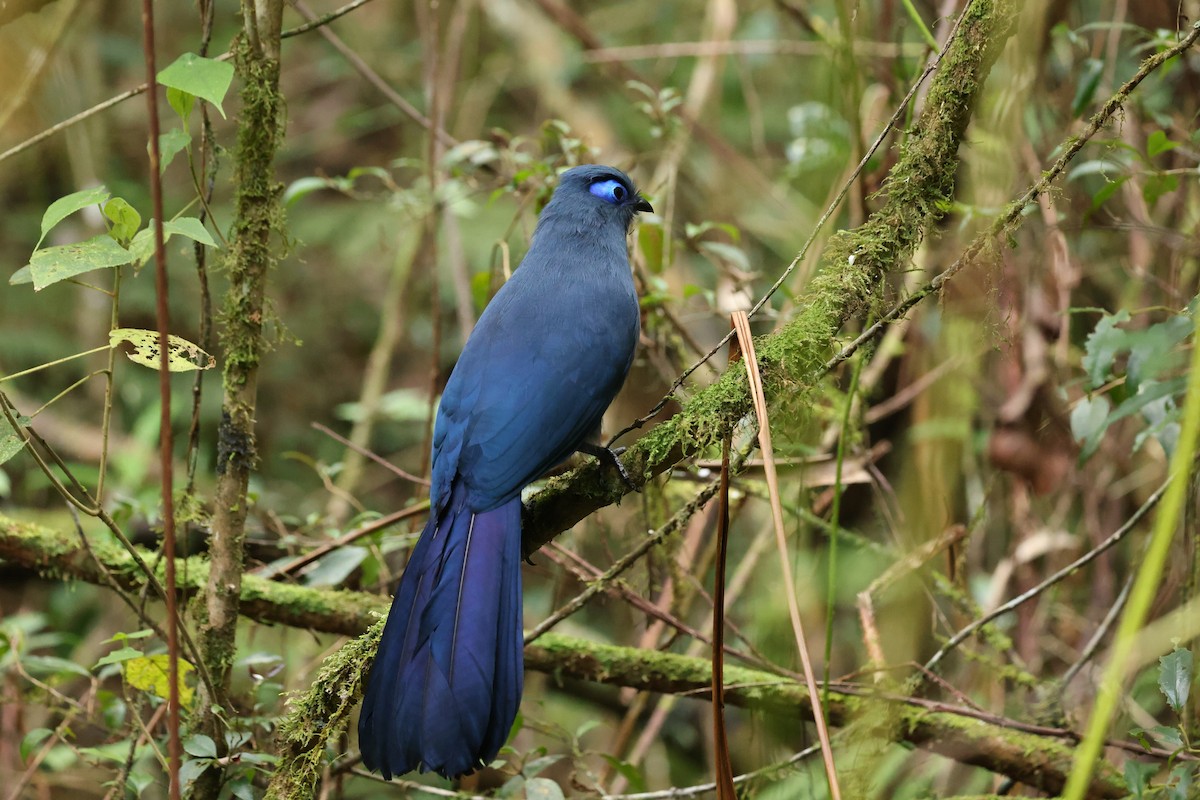 アオジカッコウ - ML645223302