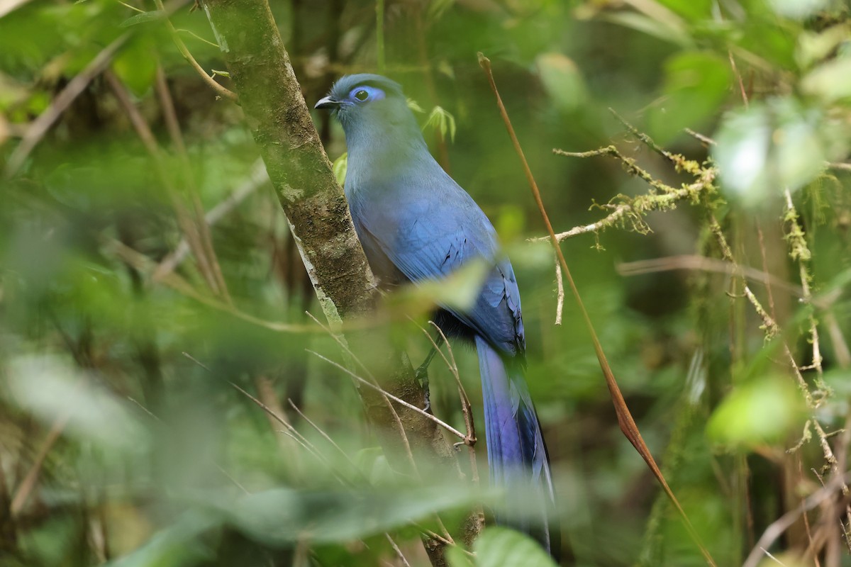 アオジカッコウ - ML645223303