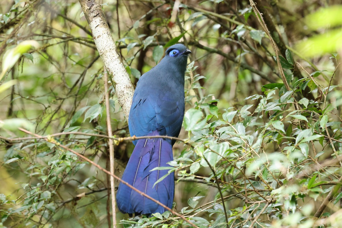 アオジカッコウ - ML645223304