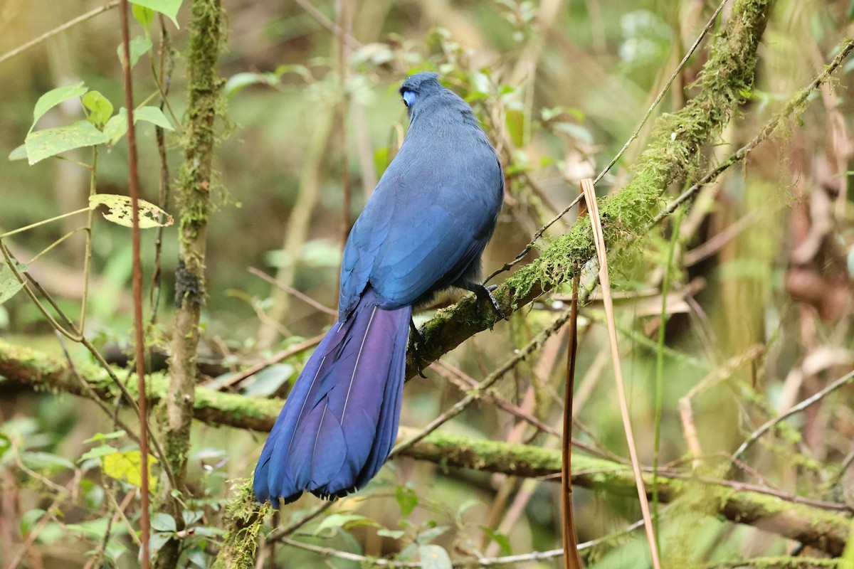 アオジカッコウ - ML645223305