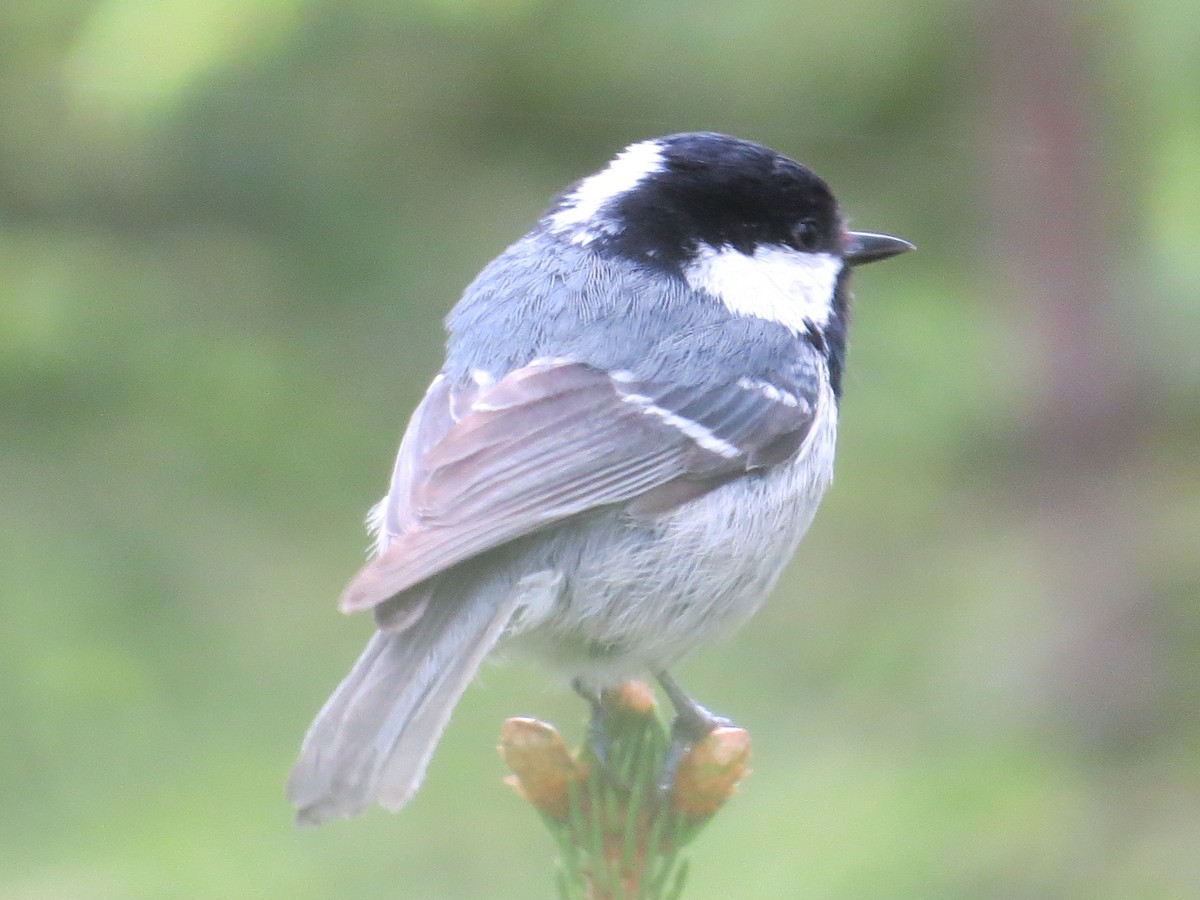 Tannenmeise - ML645223316