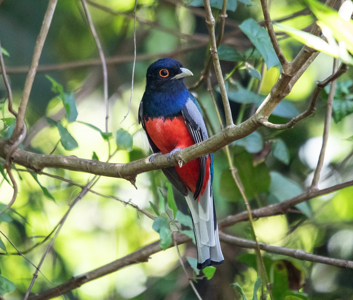 Surucuátrogon - ML645223318
