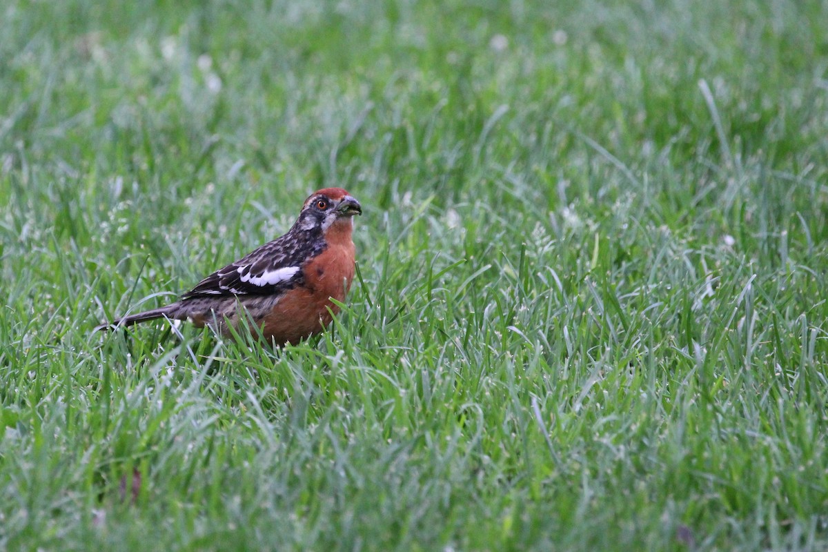 Rotschwanz-Pflanzenmäher - ML645223320