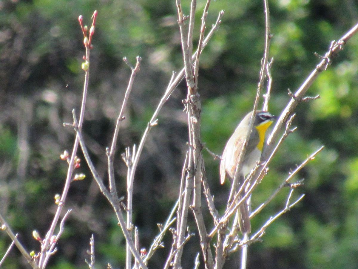 Flötenstärling - ML645223327