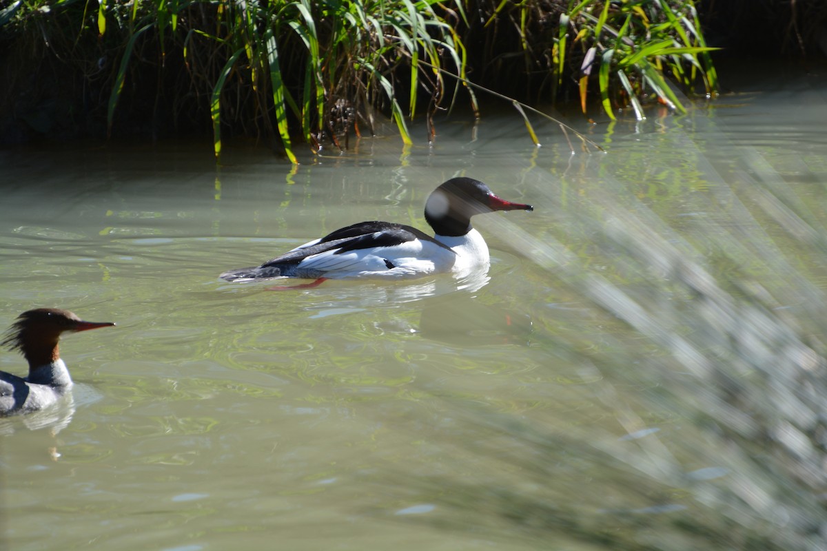 Gänsesäger - ML645223328