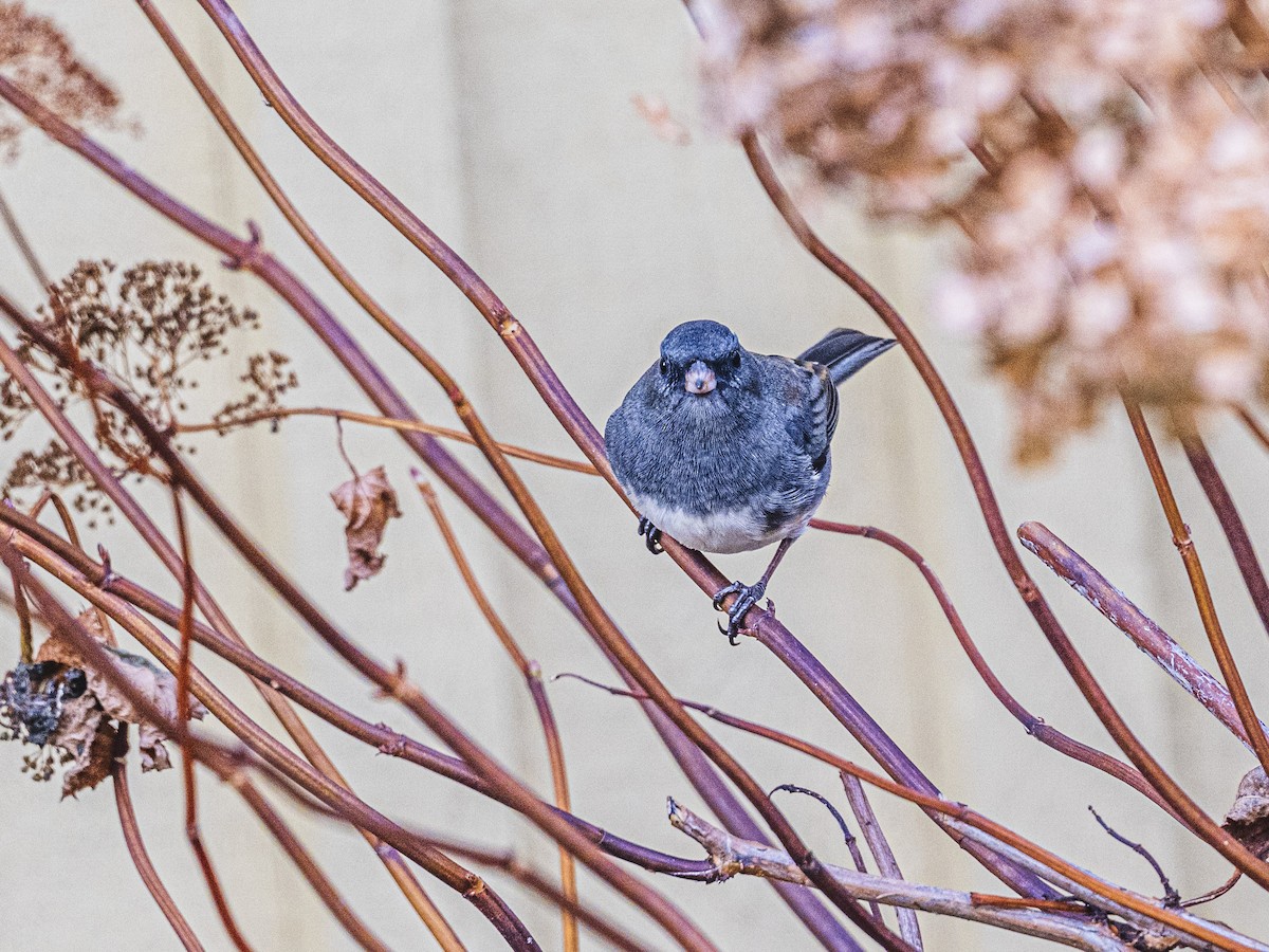 Winterammer - ML645223329