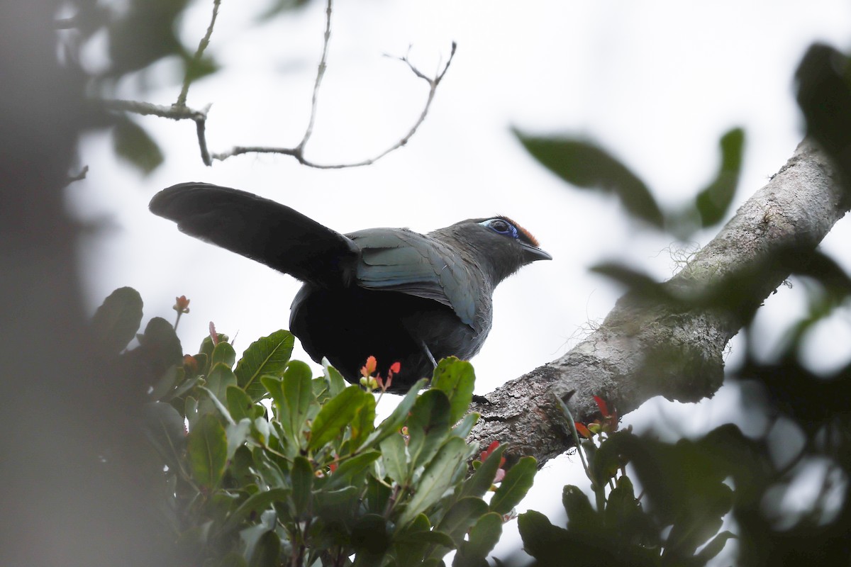 Rotstirn-Seidenkuckuck - ML645223330