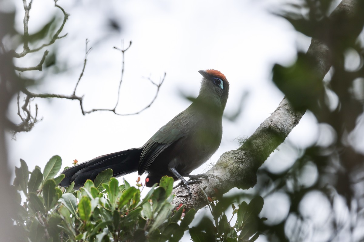 Rotstirn-Seidenkuckuck - ML645223331