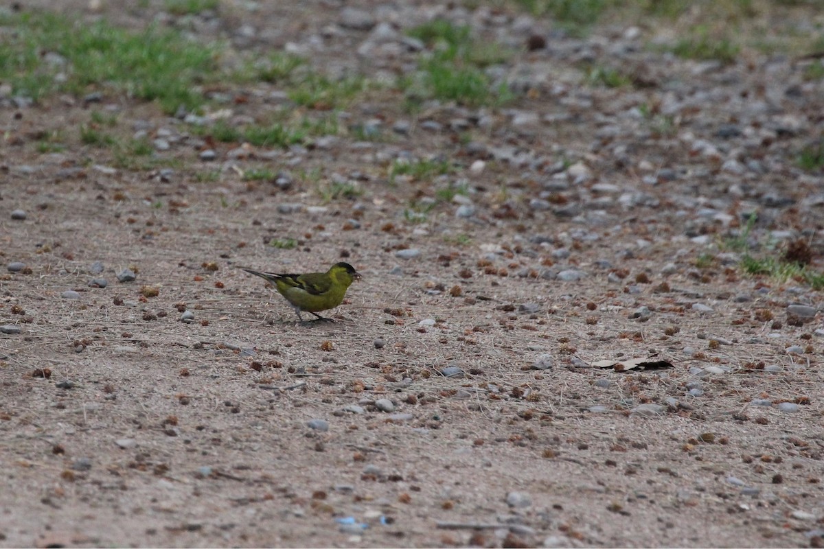 Bartzeisig - ML645223332