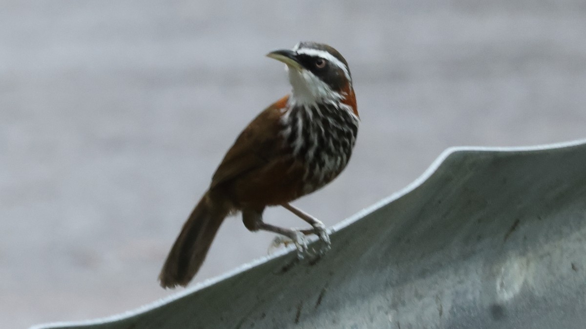 Taiwansäbler - ML645223336