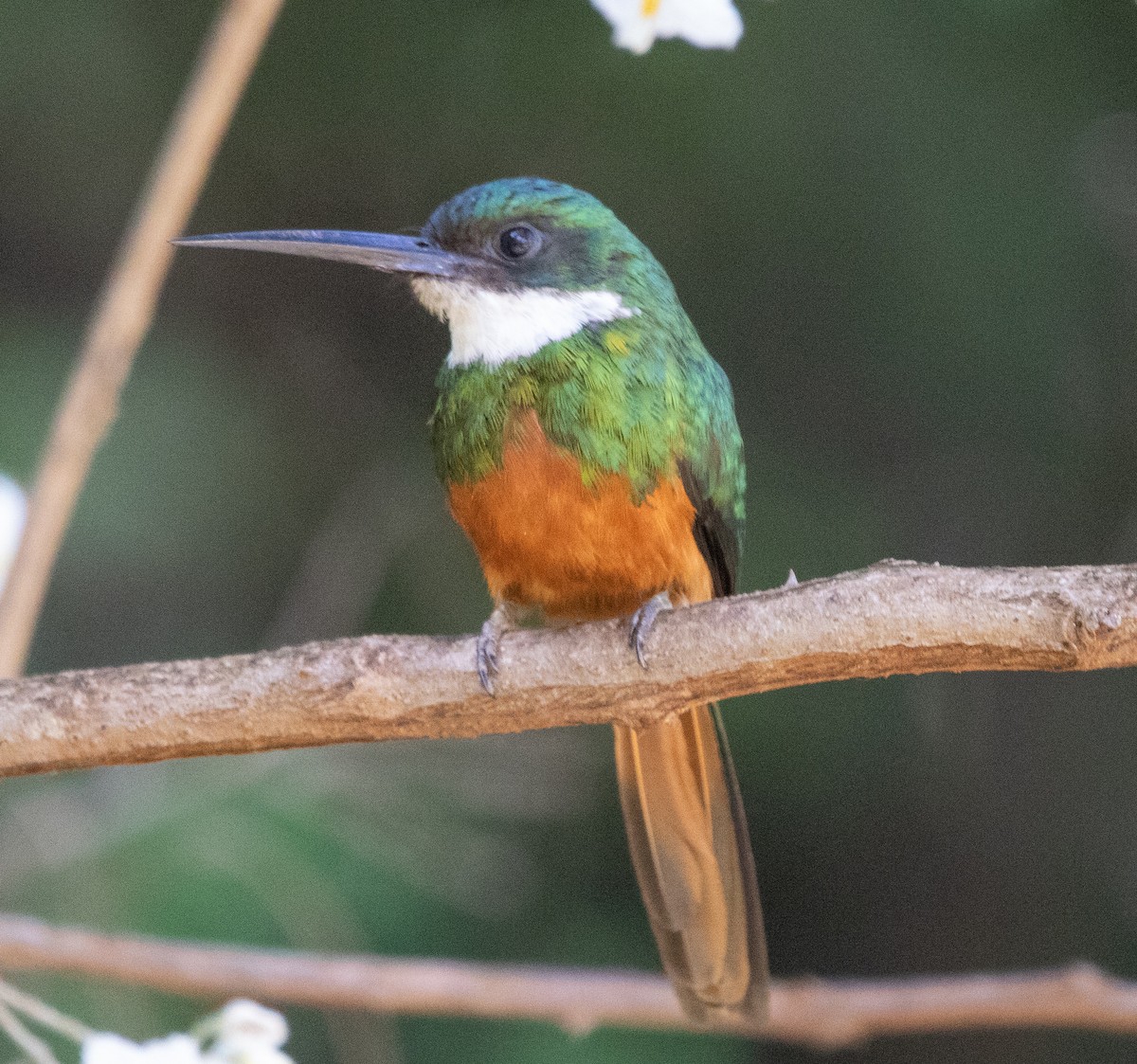 Rotschwanz-Glanzvogel - ML645223337